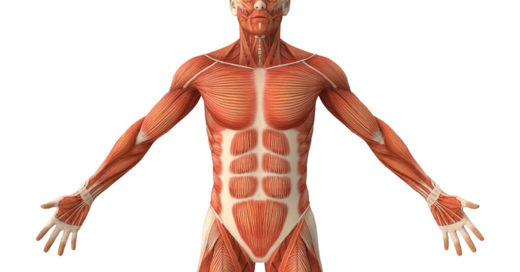 Fascial Feature Image