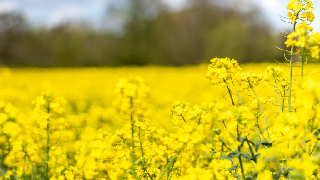 Rapeseed Oil